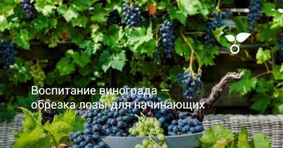 Воспитание винограда — обрезка лозы для начинающих - skuke.net - Виноград