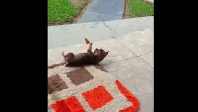 День щенков: песик, который играет с бабочкой – волшебное вирусное видео - 24tv.ua - Новости
