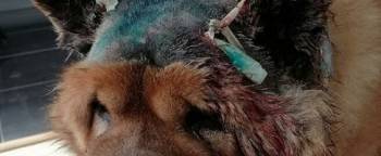 В Череповце бойцовская собака сняла скальп с чау-чау - vologda-poisk.ru - Череповец