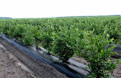 Производителям ягод необходимы роботы и новые сорта - agroportal.ua - Житомирская обл.