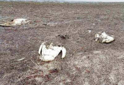 В Херсонской области погибли 90 лебедей - facenews.ua - Херсонская обл. - район Генический
