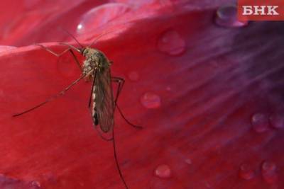 Джордж Вашингтон - Вирджиния - Ученые решили отучить комаров пить кровь - bnkomi.ru - Вашингтон - Санкт-Петербург
