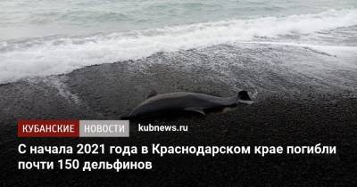 С начала 2021 года в Краснодарском крае погибли почти 150 дельфинов - kubnews.ru - Краснодарский край - Черное Море