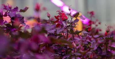 В Лиде создадут ботанический сад с оранжереей - grodnonews.by - Благоустройство