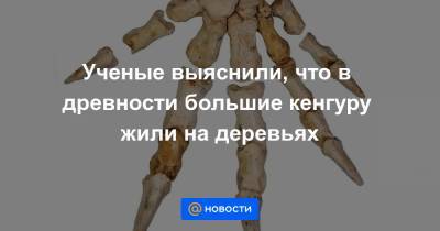 Ученые выяснили, что в древности большие кенгуру жили на деревьях - news.mail.ru - Австралия