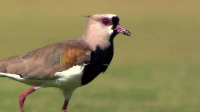 В Бразилии птица прервала футбольный матч, чтобы снести яйцо посреди поля: видео - 24tv.ua - Бразилия - Исландия - Уругвай