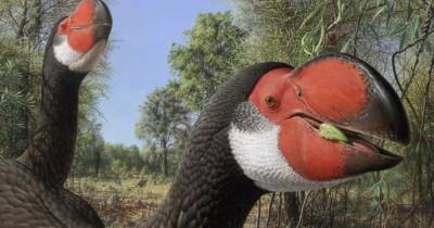 Эксперимент эволюции. Ученые изучили странный мозг древних гигантских птиц - focus.ua - Австралия