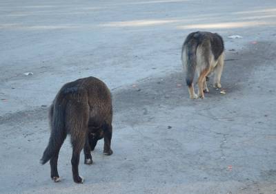 Под Рязанью бродячие собаки напали на ребенка - ya62.ru - Рязань - район Рязанский