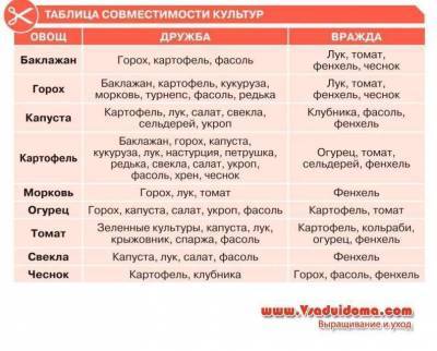 Какие овощи «дружат» между собой и почему – таблица совместимости культур - skuke.net