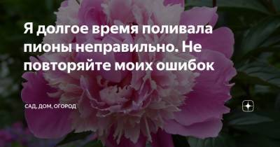 Я долгое время поливала пионы неправильно. Не повторяйте моих ошибок - skuke.net