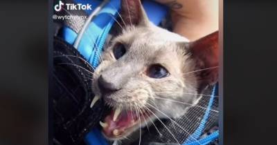 Генетическая мутация сделала кота Сабера знаменитостью в TikTok (видео) - focus.ua
