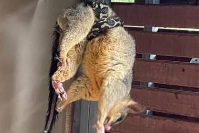 Мужчина спас поссума от мучительной смерти в пасти голодной змеи - lenta.ru - Австралия - Брисбен - штат Квинсленд