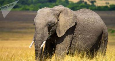В Африке началась новая волна массовой гибели слонов - тайна остается нераскрытой - ru.armeniasputnik.am - Ботсвана
