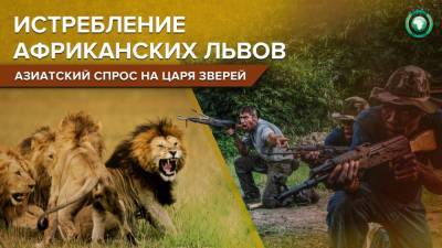 Африканские львы на грани вымирания: зачем Азия закупает кости убитых животных - riafan.ru - Вьетнам