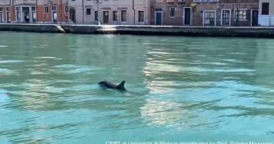 В каналах Венеции заметили дельфинов и сняли их на видео: на этот раз по-настоящему - tsn.ua - Италия - Венеция