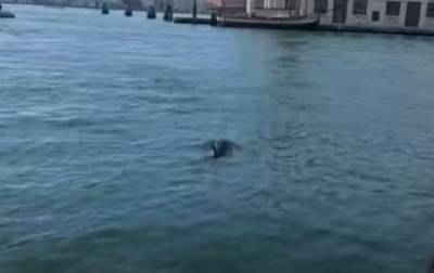 В водах Венеции заметили дельфинов - korrespondent.net - Италия - Венеция