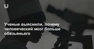 Ученые выяснили, почему человеческий мозг больше обезьяньего - news.tut.by