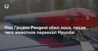 Под Гродно Peugeot сбил лося, после чего животное переехал Hyundai - news.tut.by
