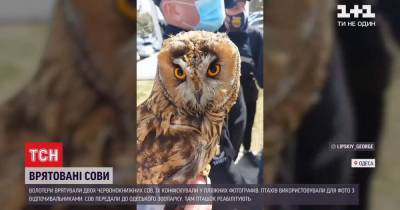 Использовали для фото: волонтеры в Одессе спасли двух краснокнижных сов - tsn.ua - Одесса