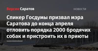 Вячеслав Володин - Роман Бусаргин - Спикер Госдумы призвал мэра Саратова до конца апреля отловить порядка 2000 бродячих собак и пристроить их в приюты - nversia.ru - Саратов