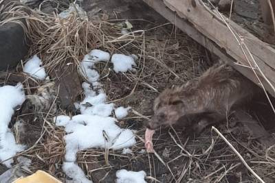 Больного енота нашли великолучане возле старой котельной - mk-pskov.ru - Великие Луки