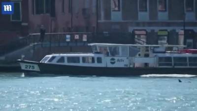 Заплывшие в каналы Венеции дельфины попали на видео - piter.tv - Италия - Венеции - Венеция