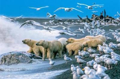 Какие изменения присходят в морских экосистемах Антарктики - argumenti.ru