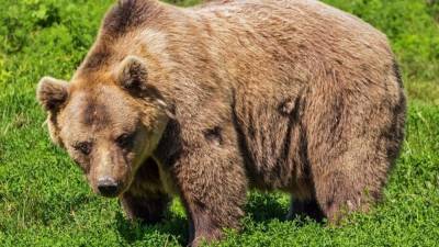 Медведь залез в джакузи на террасе частного дома в США - newinform.com - США - Техас