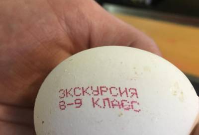 Ленинградские школьники узнали, как выглядит работа на птицефабрике - online47.ru - Ленинградская обл. - район Волховский
