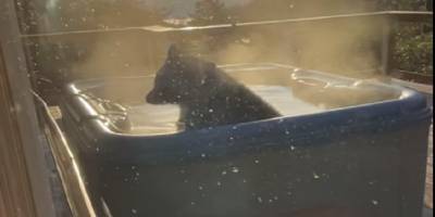 В США дикий медведь наведался в загородный дом, где вдоволь отдохнул в джакузи, подготовленную туристом для себя - ТЕЛЕГРАФ - telegraf.com.ua - США