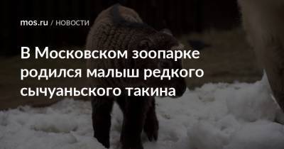 В Московском зоопарке родился малыш редкого сычуаньского такина - mos.ru - Москва