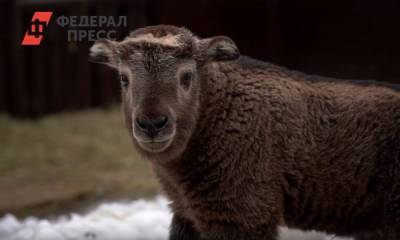 В Московском зоопарке родился необычный детеныш: кто такие такины - fedpress.ru - Москва - Екатеринбург