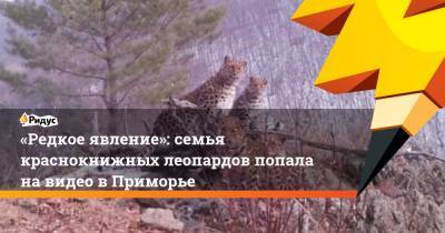 «Редкое явление»: семья краснокнижных леопардов попала навидео вПриморье - ridus.ru - Приморье край