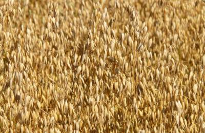 Экспорт овса вырос в 1,5 раза: названы лидеры закупки - agroportal.ua - Германия - Индия - Марокко