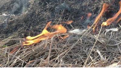 Крупный пожар в Хинганском заповеднике в Приамурье локализовали - piter.tv - Амурская обл.