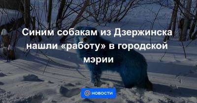 Иван Носков - Синим собакам из Дзержинска нашли «работу» в городской мэрии - news.mail.ru - Дзержинск