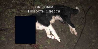 В селе Заря Одесской области 25 марта мужчина застрелил три собаки - Фото - ТЕЛЕГРАФ - telegraf.com.ua - Одесса - Одесская обл.