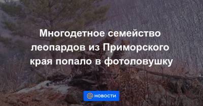Многодетное семейство леопардов из Приморского края попало в фотоловушку - news.mail.ru - Приморье край