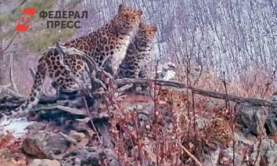 Редкие кадры: приморские ученые сняли четырех дальневосточных леопардов - fedpress.ru - Приморье край - Владивосток