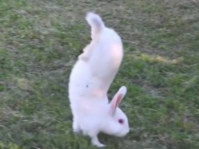 Ходящие на передних лапах кролики подсказали ген, позволяющий прыгать - polit.ru - Париж - Швеция - Португалия - Юар