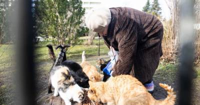 "Я их не брошу": пенсионерка из Отрадного 12 лет одна ухаживает за бездомными кошками - klops.ru