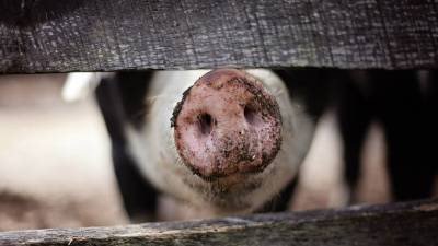 Россельхознадзор временно запретил ввоз свиней из Малайзии из-за АЧС - russian.rt.com - Приморье край - Калининград - Малайзия - район Надеждинский