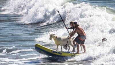 Серфингист покоряет волны вместе со своим козлом: забавное видео - 24tv.ua - Бразилия