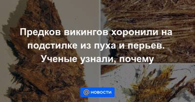 Предков викингов хоронили на подстилке из пуха и перьев. Ученые узнали, почему - news.mail.ru - Швеция