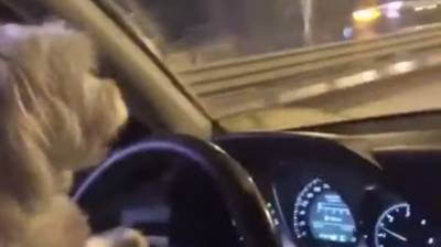 "Подбросишь, шеф?" - девушка ради видео дала собаке прокатиться за рулем авто - belta.by - Тюмень - Минск