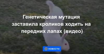 Генетическая мутация заставила кроликов ходить на передних лапах (видео) - news.mail.ru - Швеция - Португалия
