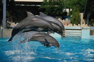 Минсельхоз РФ предложил запретить вывоз дельфинов, китов и морских свиней - nakanune.ru
