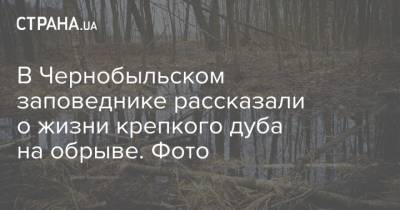 В Чернобыльском заповеднике рассказали о жизни крепкого дуба на обрыве. Фото - strana.ua