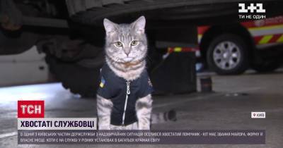 Хвостатый спасатель: в Киеве кот получил звание майора - tsn.ua - Киев