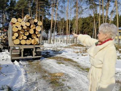 Куда пойдут деревья, вырубленные в кунгурском сосновом бору? - iskra-kungur.ru - Пермь